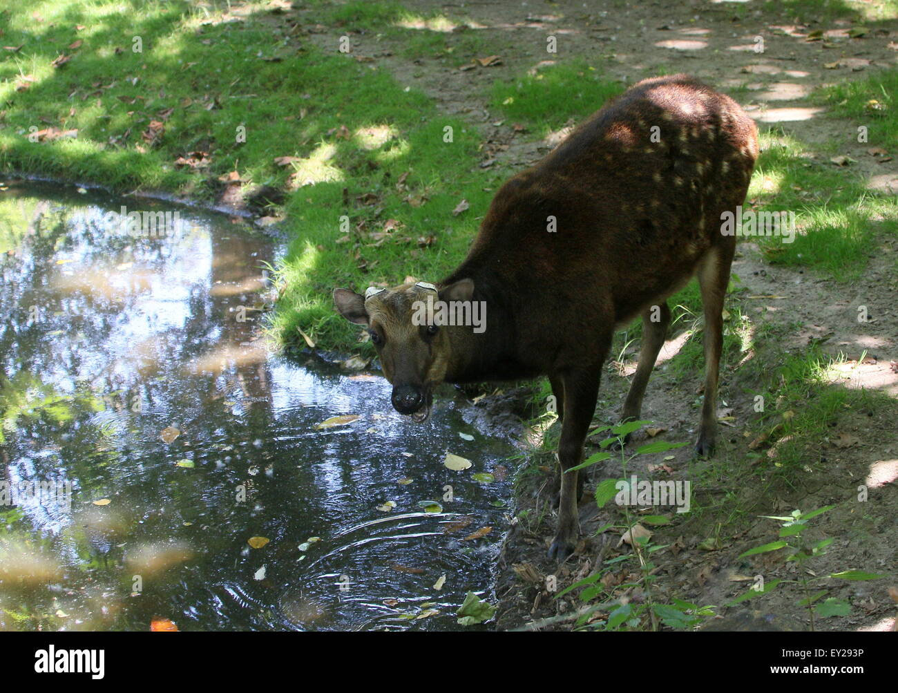 Visayan mâles matures ou @Philippine spotted deer (Cervus alfredi, Rusa alfredi) - bois ont été versé Banque D'Images