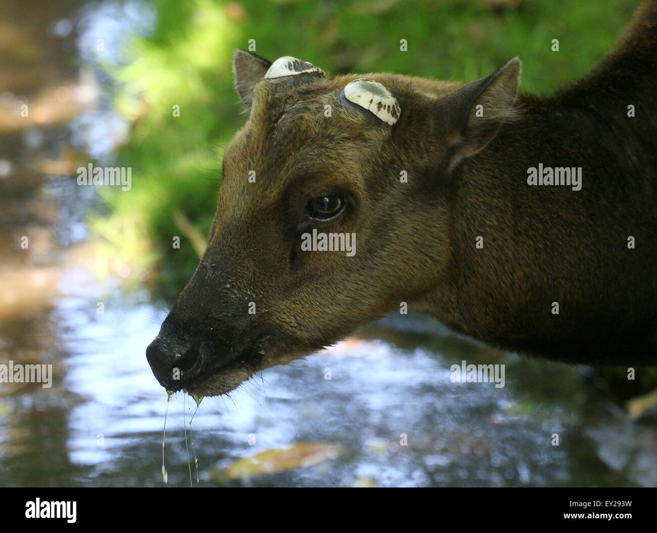 Gros plan de la tête d'un mâle adulte Philippine ou Visayan, spotted deer (Cervus alfredi, Rusa alfredi) - bois ont été versé Banque D'Images