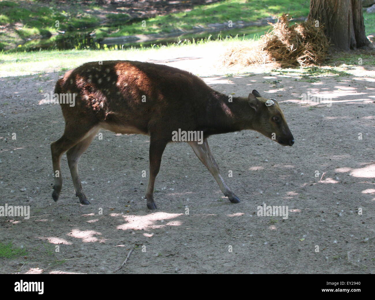 Visayan mâles matures ou @Philippine spotted deer (Cervus alfredi, Rusa alfredi) - bois ont été versé Banque D'Images