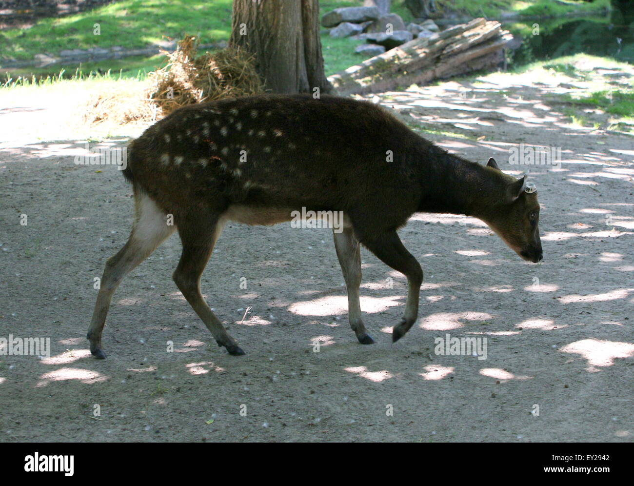 Visayan mâles matures ou @Philippine spotted deer (Cervus alfredi, Rusa alfredi) - bois ont été versé Banque D'Images