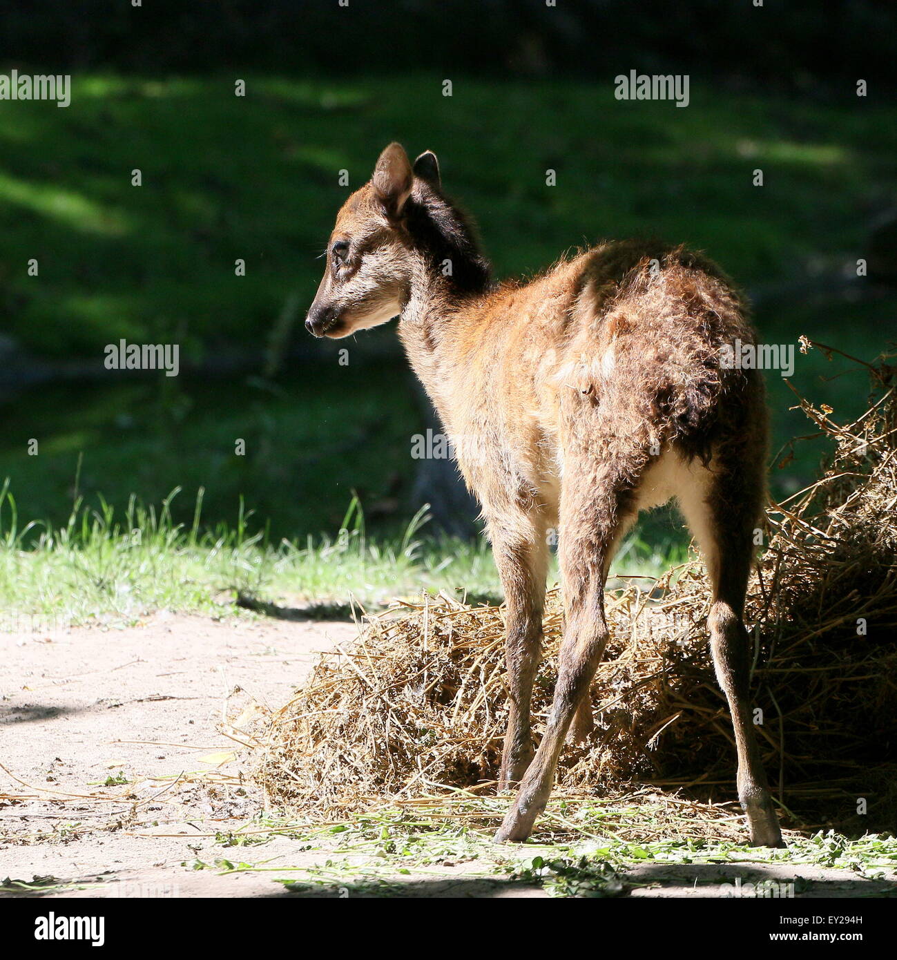 Visayan juvénile ou @Philippine spotted deer (Cervus alfredi, Rusa alfredi) Banque D'Images