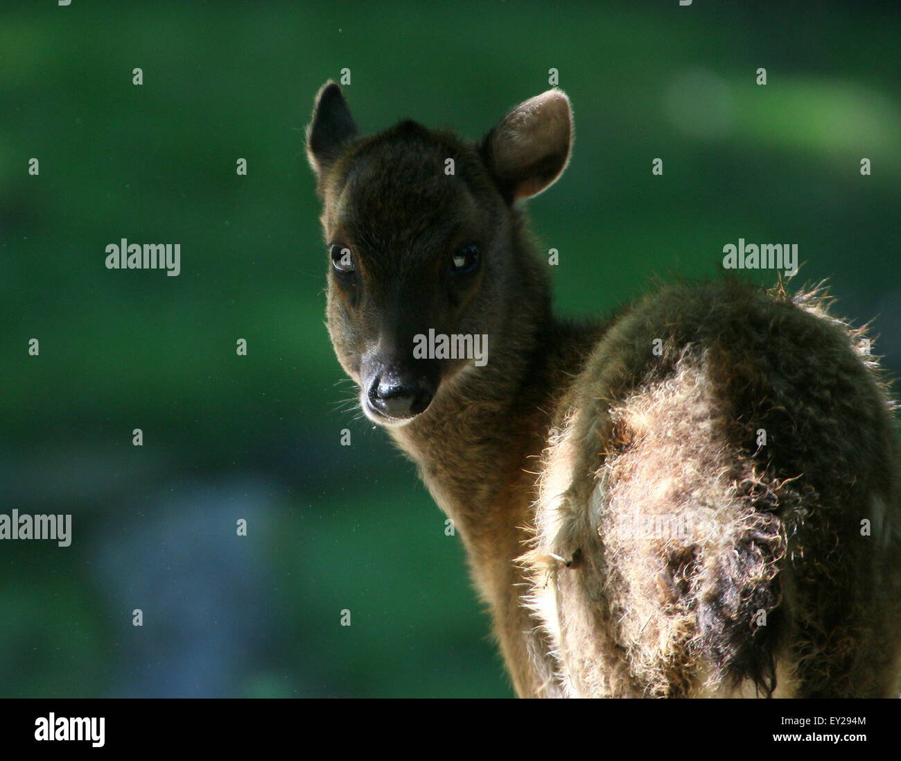 Visayan juvénile ou @Philippine spotted deer (Cervus alfredi, Rusa alfredi) à l'ombre, tête tournée Banque D'Images