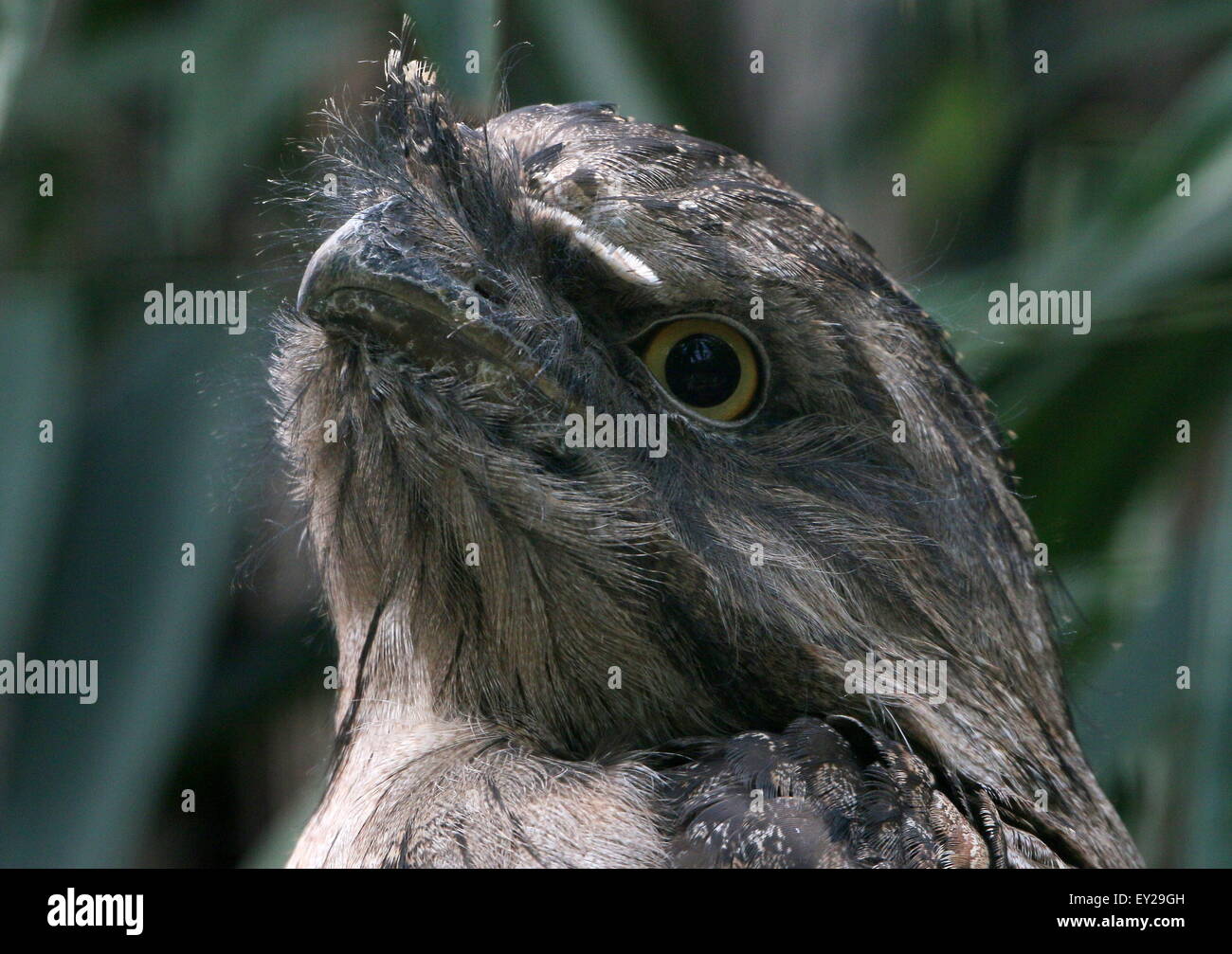 Fauve australienne une grille supérieure (Podargus strigoides), les yeux ouverts Banque D'Images