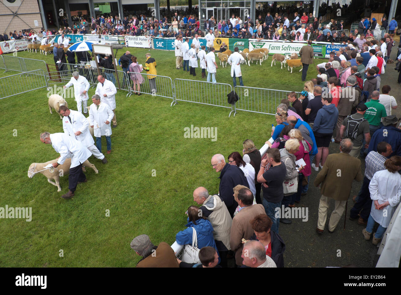 Royal Welsh Show, Powys, Wales, UK en juillet 2015. Les spectateurs à regarder les moutons à en juger dans l'un des parc tous les arénas. L'événement attire plus de 7 500 entrées à l'élevage le plus grand salon de l'agriculture. Banque D'Images