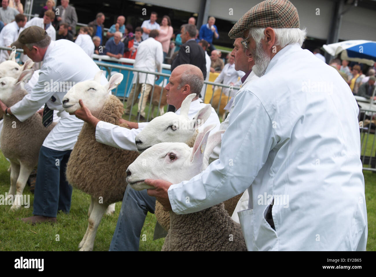 Royal Welsh Show, Powys, Pays de Galles, Royaume-Uni, juillet 2015. Border Leicester moutons étant exposées pour juger de l'exposition show display arena par les agriculteurs en blouse blanche. Banque D'Images