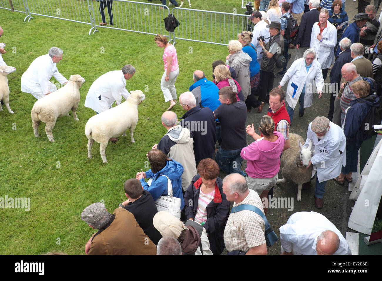 Royal Welsh Show, Powys, Wales, UK en juillet 2015. Les spectateurs à regarder une compétition de la race tout en plus de moutons passent derrière et à travers eux. L'événement attire plus de 7 500 entrées de l'élevage. Banque D'Images