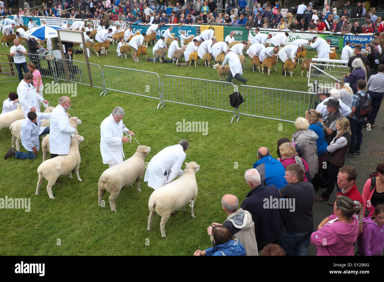 Royal Welsh Show, Powys, Wales, UK en juillet 2015. Les spectateurs à regarder les moutons à en juger la concurrence dans l'un des parc tous les arénas. L'événement attire plus de 7 500 entrées de l'élevage. Banque D'Images