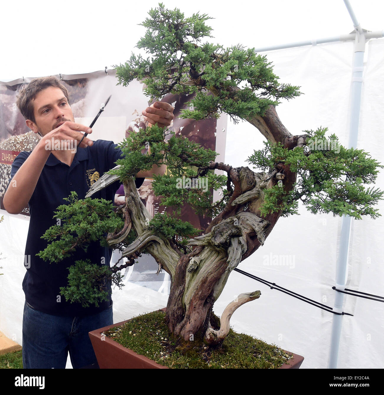 Jardin japonais, le plus grand en Moravie et Silésie, va être créé dans un espace de 4 000 mètres carrés à Opava. Les premiers 100 ans bonsai arbres pour le jardin, est arrivé directement du Japon à Ostrava, en République tchèque, le 15 juillet 2015. Sirotny avec Lukas photo Juniperus chinensis. (Photo/CTK Jaroslav Ozana) Banque D'Images