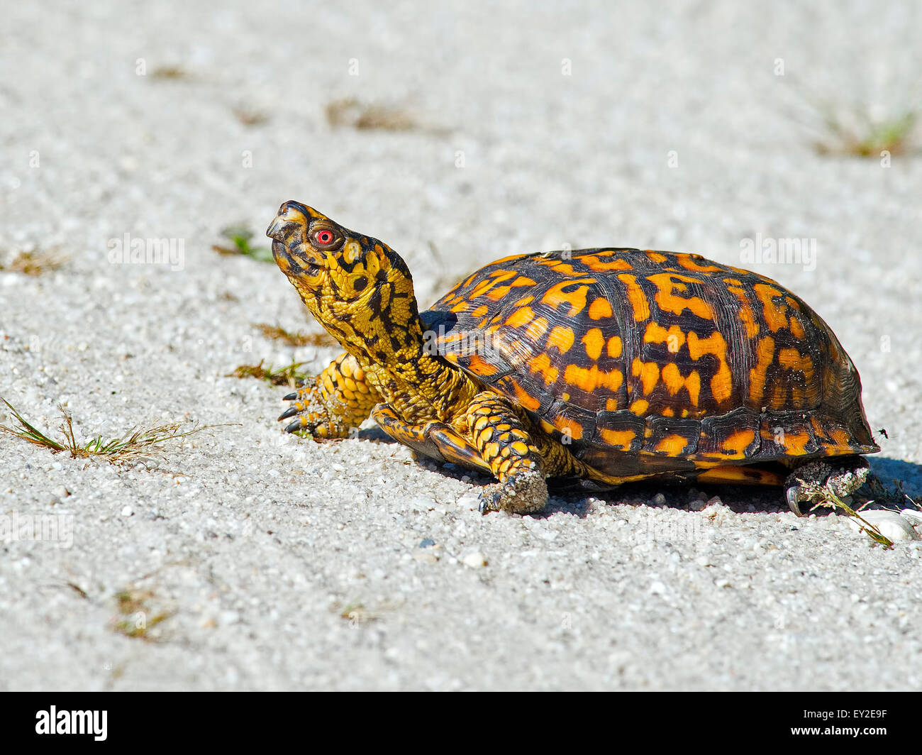 Box Turtle Crossing the Road Banque D'Images