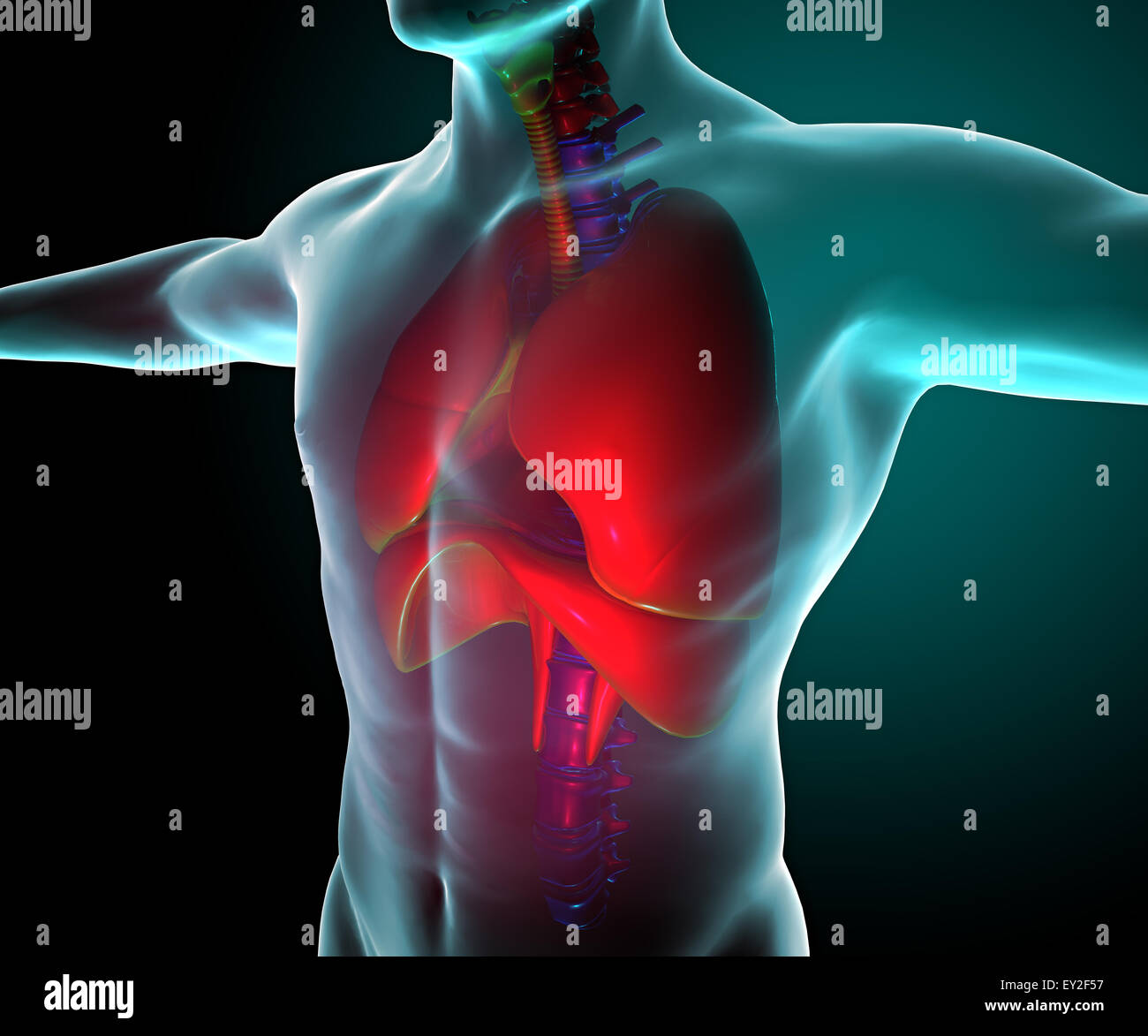 Poumons 3d vu sur les rayons x dans un corps Banque D'Images