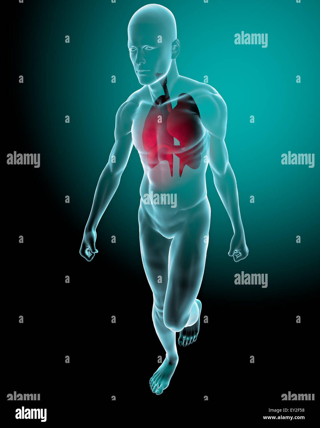 Poumons vu sur les rayons x dans un corps Banque D'Images