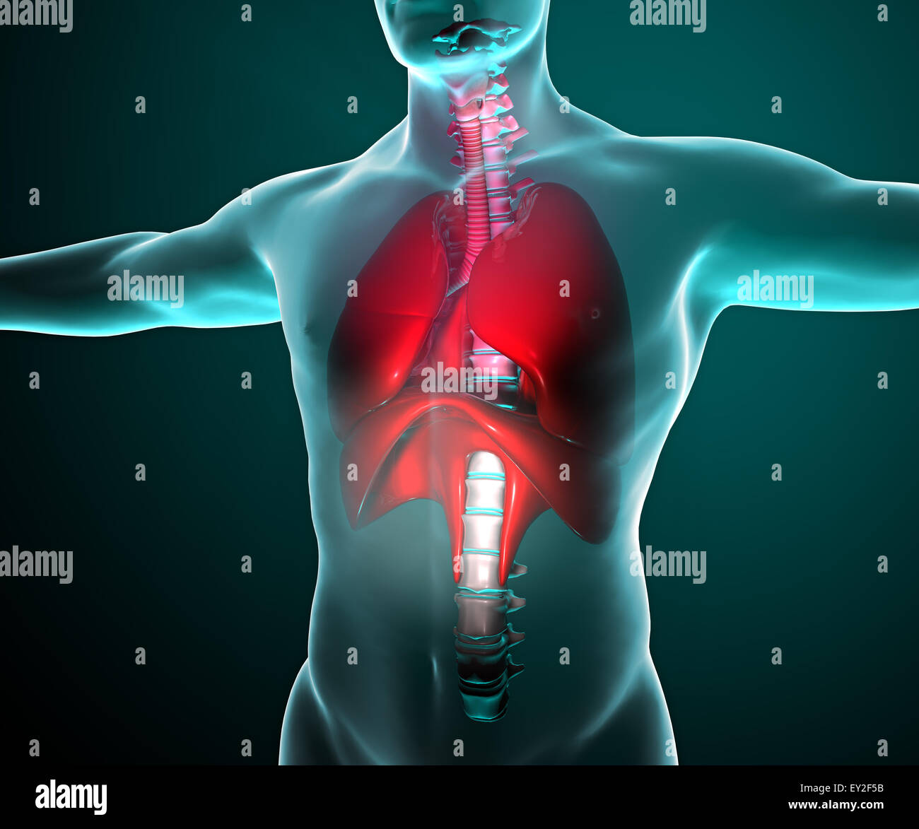 Poumons 3d vu sur les rayons x dans un corps Banque D'Images