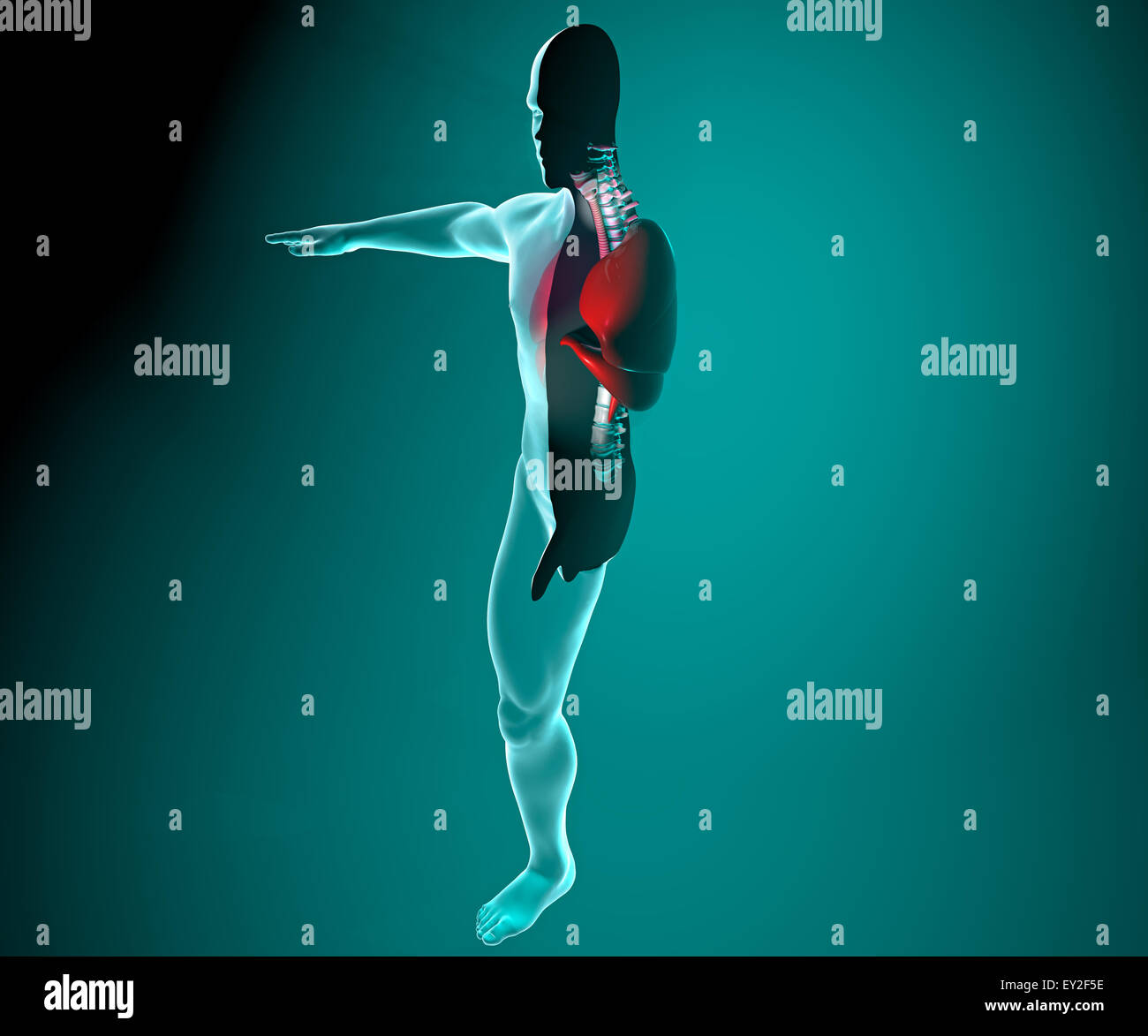Poumons 3d vu sur les rayons x dans un corps Banque D'Images