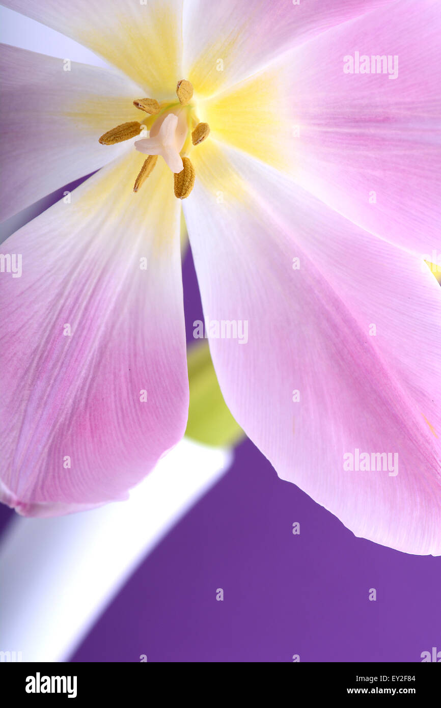 Close-up seul tulip flower Banque D'Images