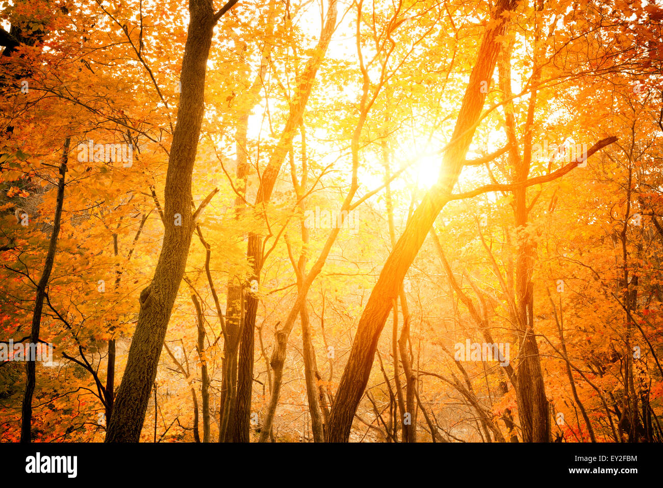Forêt d'automne avec sun beam Banque D'Images
