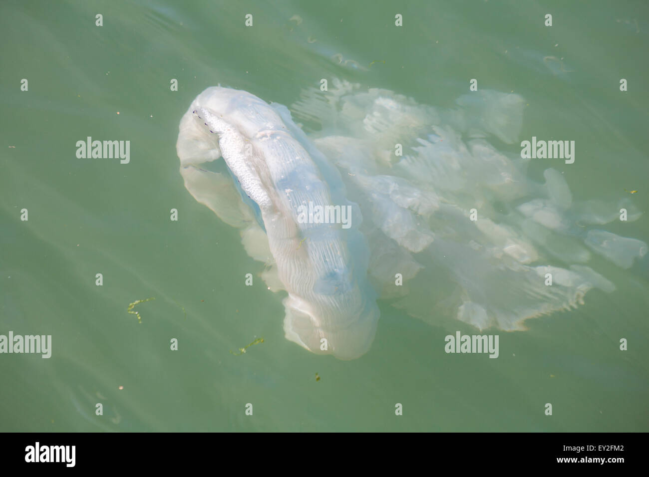 Méduses Rhizostoma pulmo, baril, la natation dans le port de Poole, Dorset, UK en juillet. Baril jelly fish. Banque D'Images
