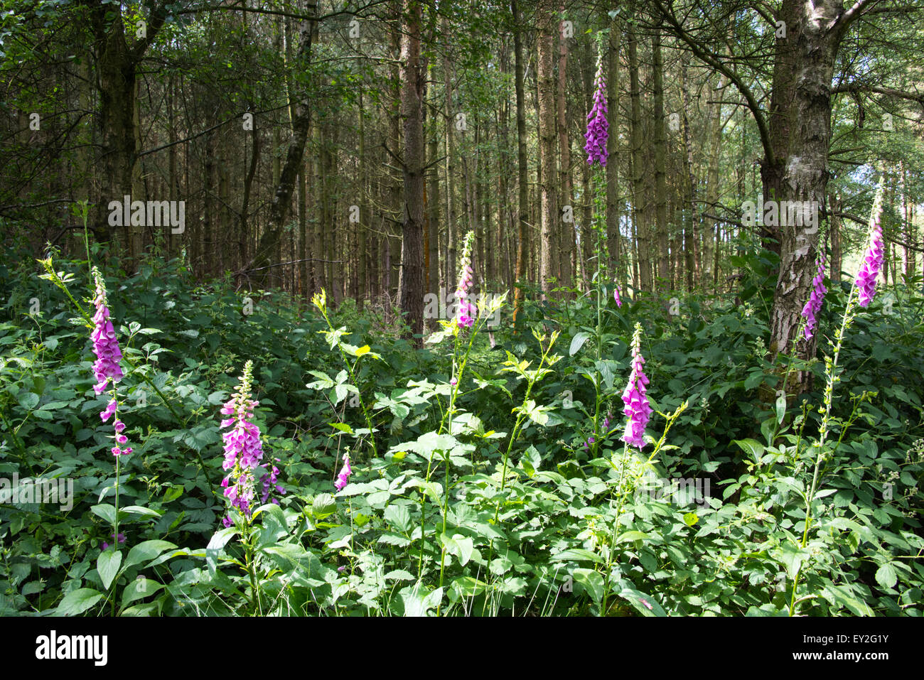 Fleurs des bois d'arbres et l'herbe haute Cannock Chase juillet 2015Le 12 juillet 2015 Banque D'Images