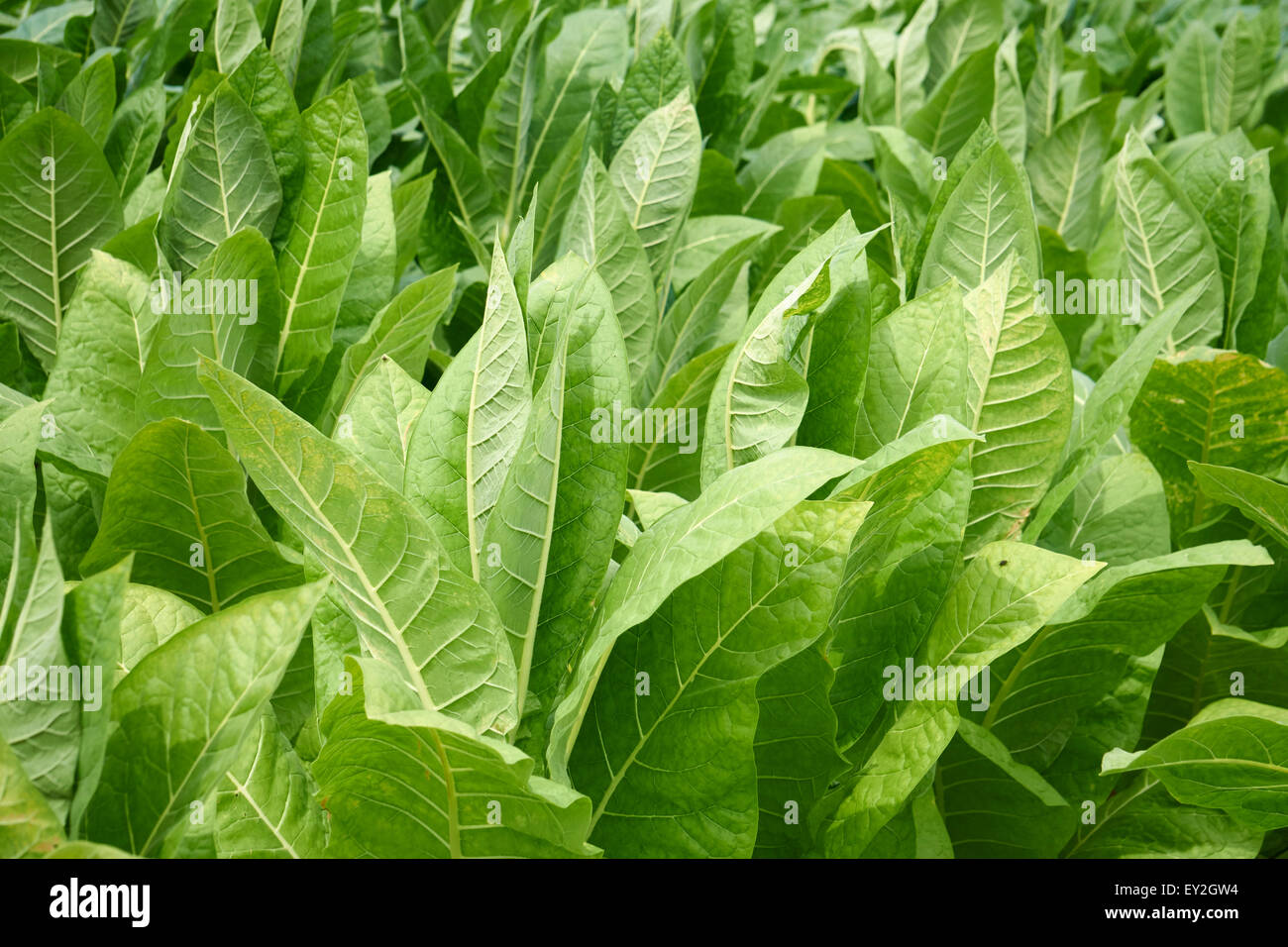 Les plants de tabac passe sur une ferme dans le comté de Lancaster, Pennsylvanie, USA Banque D'Images