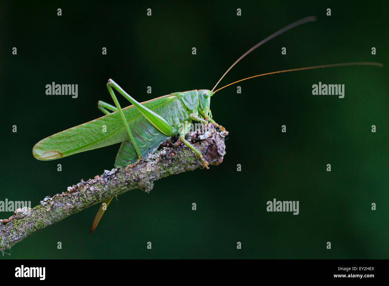 Grande Charte Verte Bushcricket / Great Green Bush-Cricket (Tettigonia viridissima) femelle sur une branche en été Banque D'Images