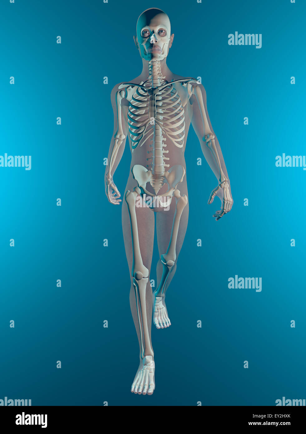 Shell Image Humain 3d x ray du corps humain et le squelette Photo Stock - Alamy