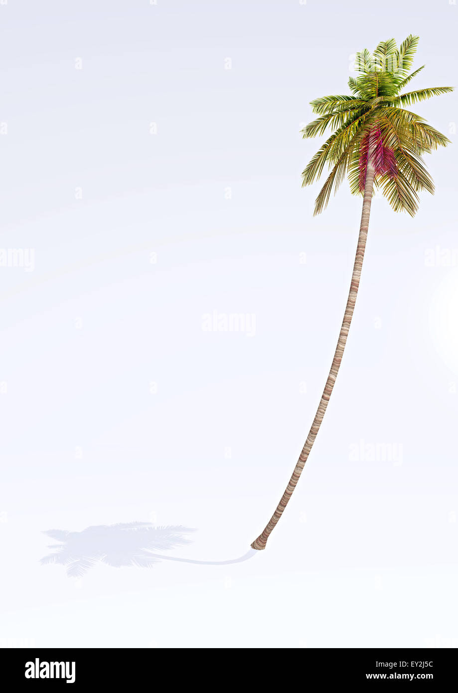 3d illustration palm tree Banque D'Images