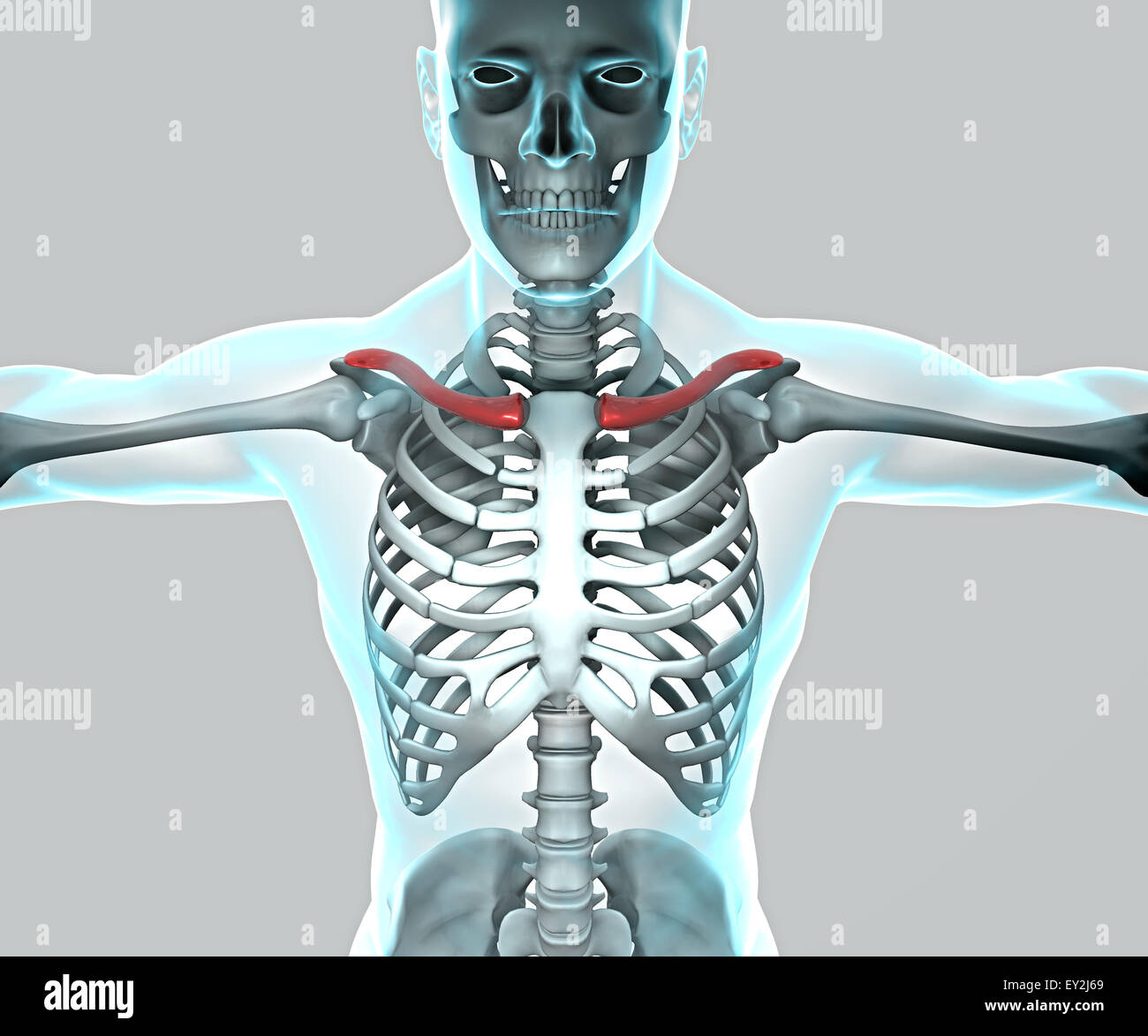 3d x ray du corps humain et le squelette Banque D'Images