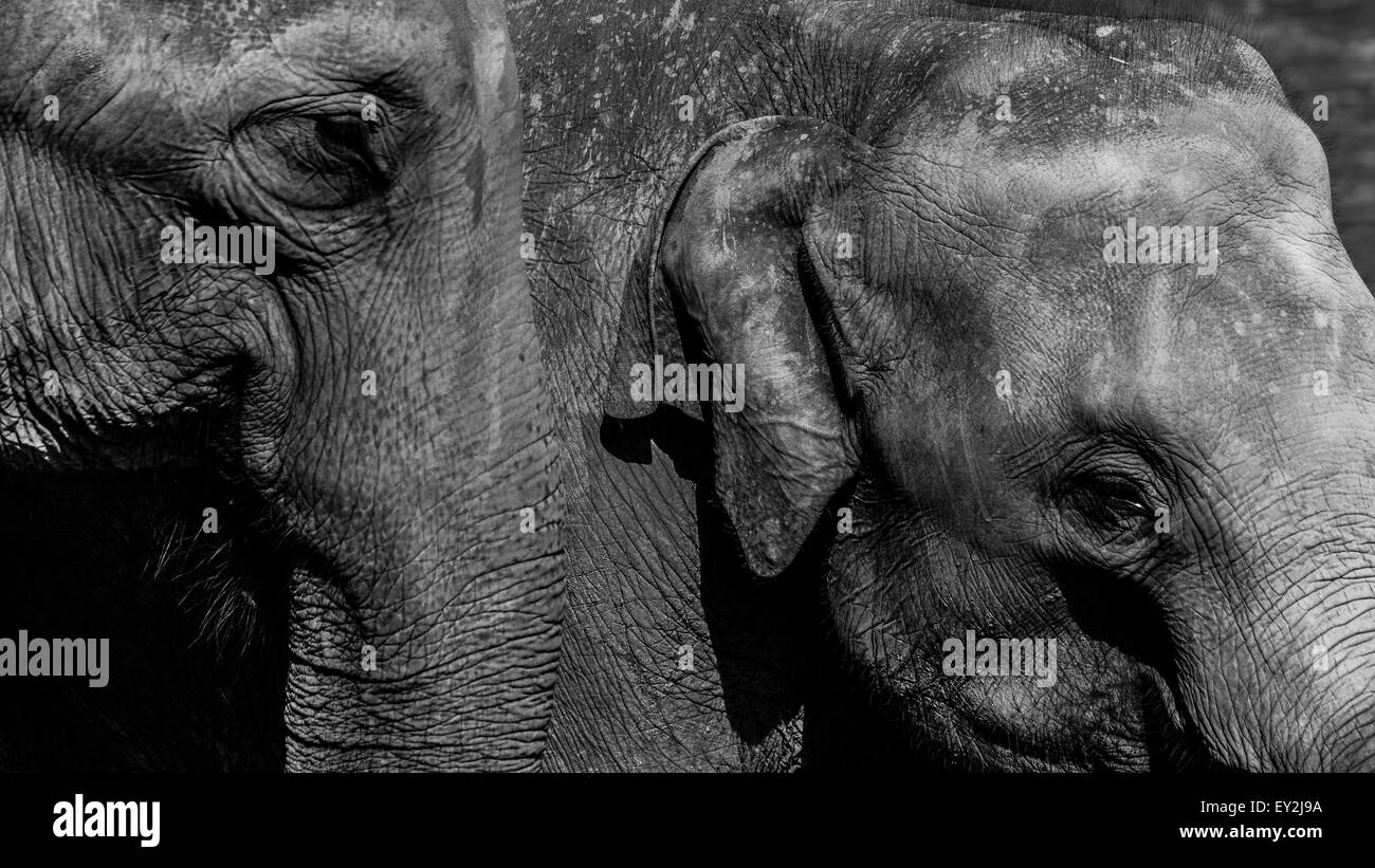 Les éléphants sauvages sur un safari dans le centre du Sri Lanka Banque D'Images