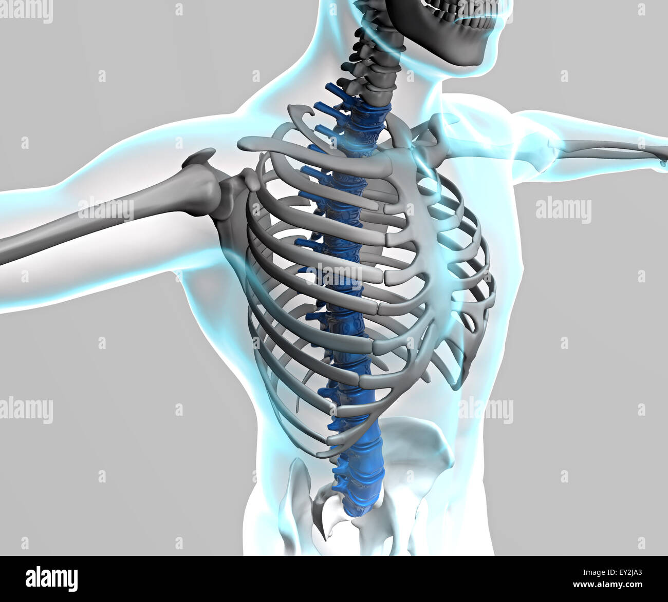 Shell Image Humain 3d x ray du corps humain et le squelette Photo Stock - Alamy