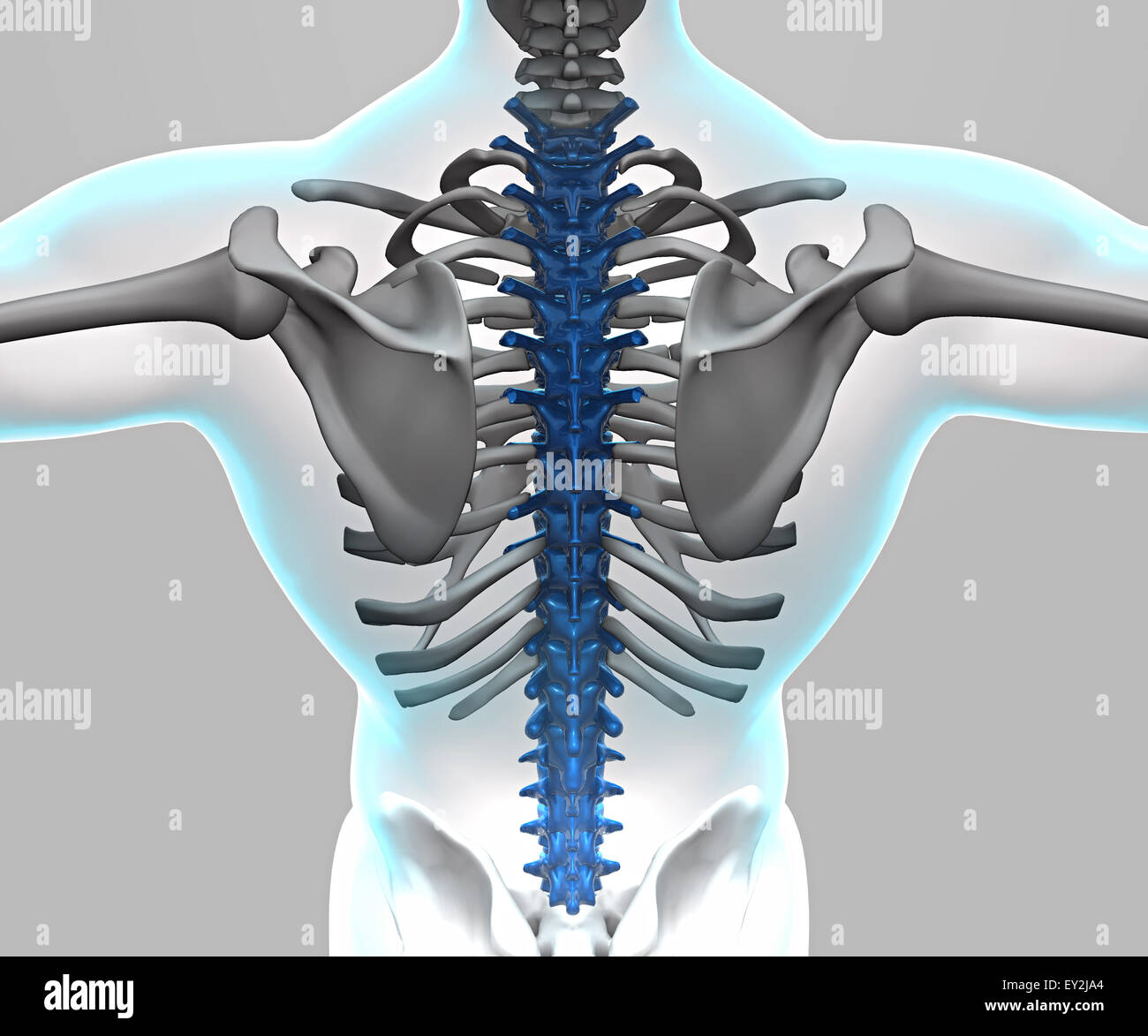 3d x ray du corps humain et le squelette Banque D'Images