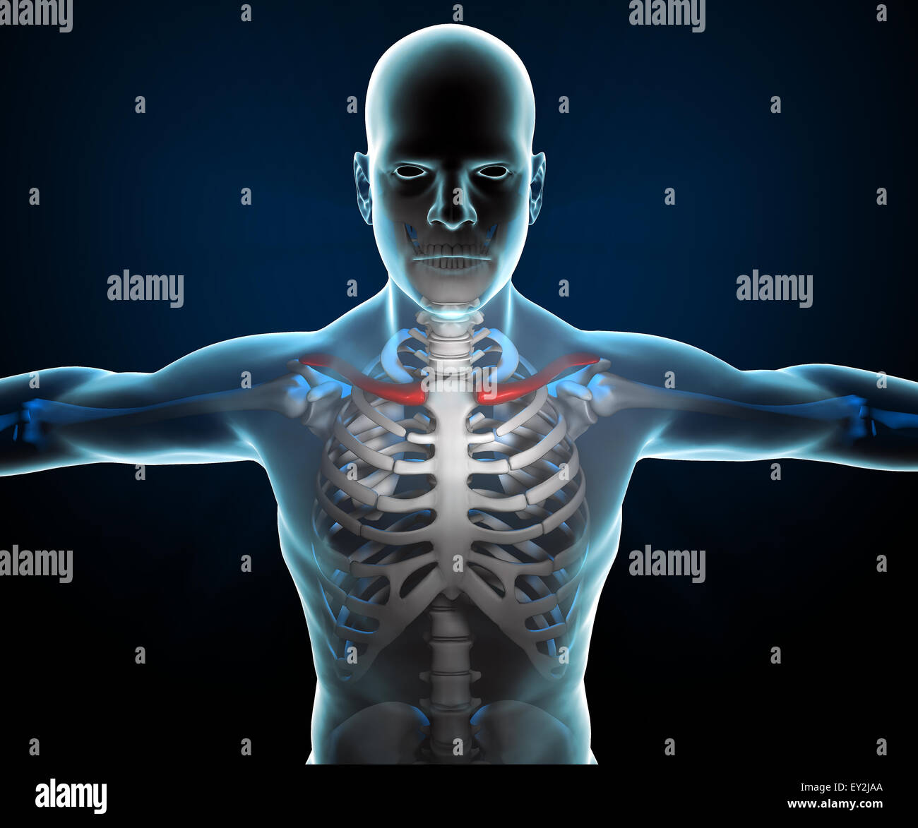 3d x ray of human body and skeleton Banque de photographies et d'images à  haute résolution - Alamy