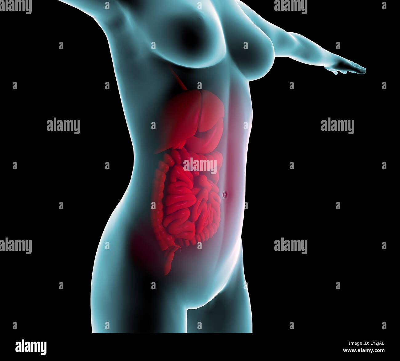 Femme 3d et le tube digestif, les intestins Banque D'Images