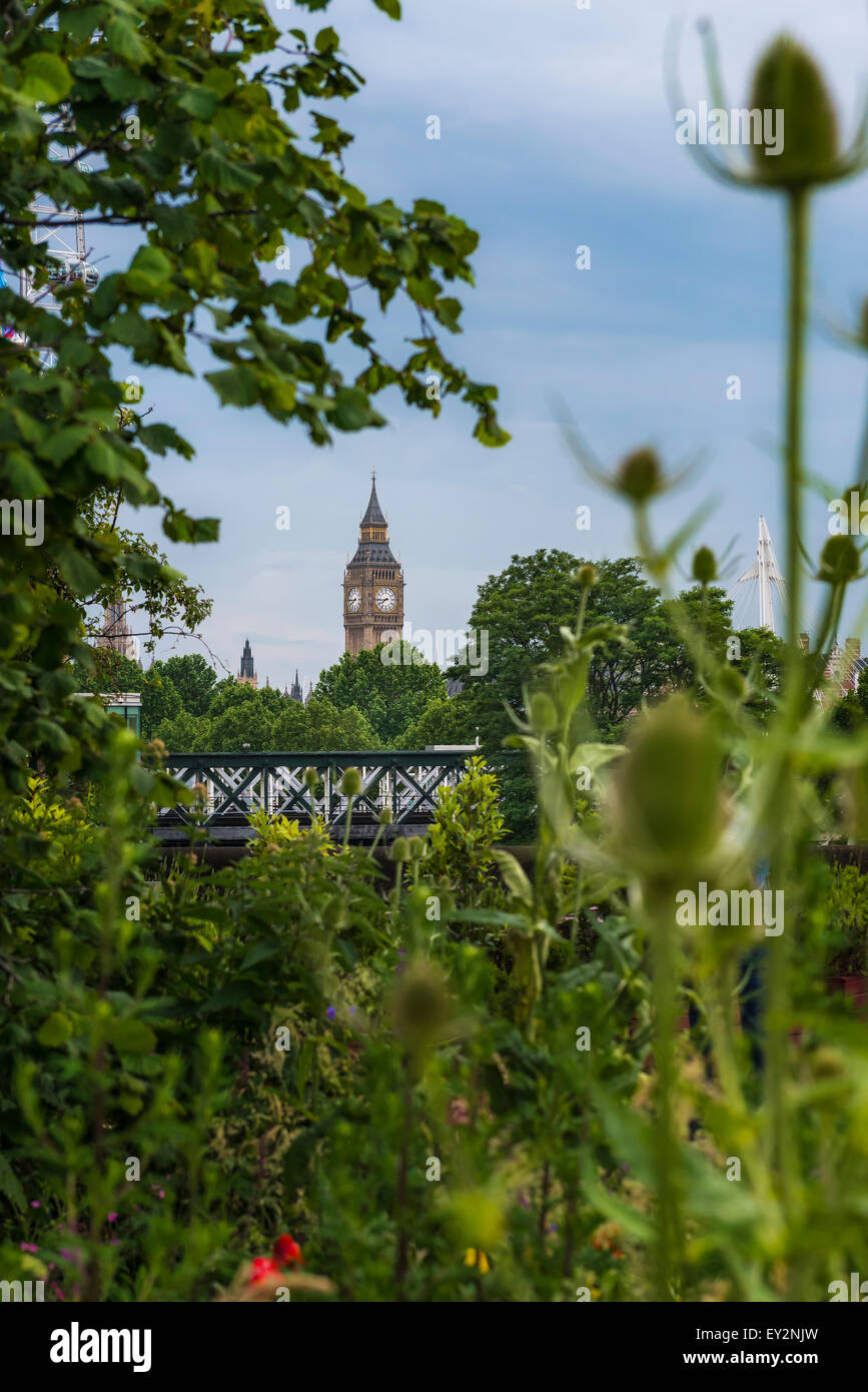 Big Ben au loin entouré par une oasis urbaine de plantes vertes et d'arbres Banque D'Images