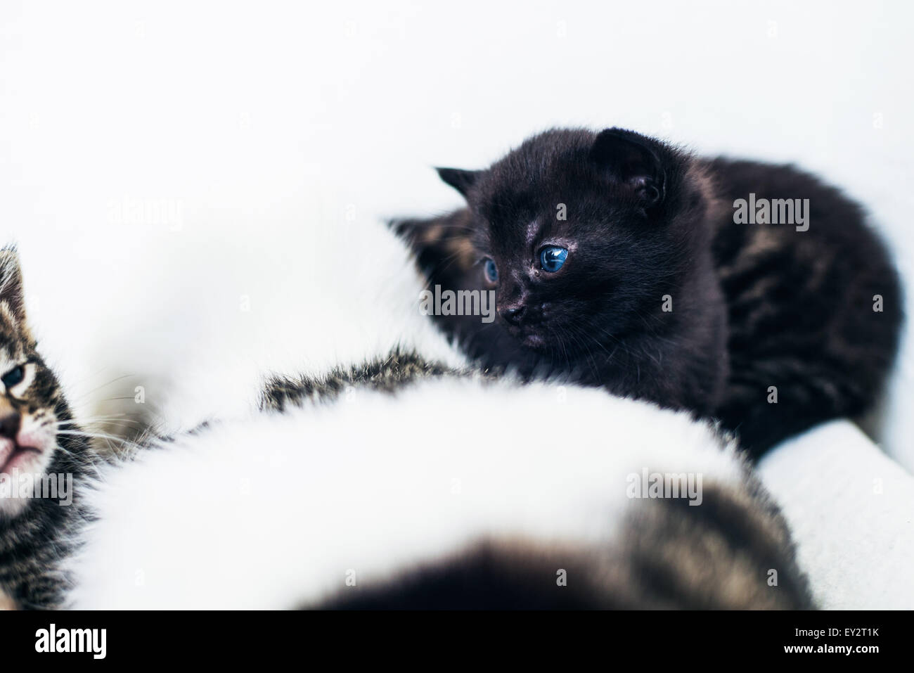 Mignon petit chaton noir avec des yeux d'un bleu profond assis se blottissant jusqu'à sa mère vu l'un de ses frères et sœurs dans la litière intentl Banque D'Images