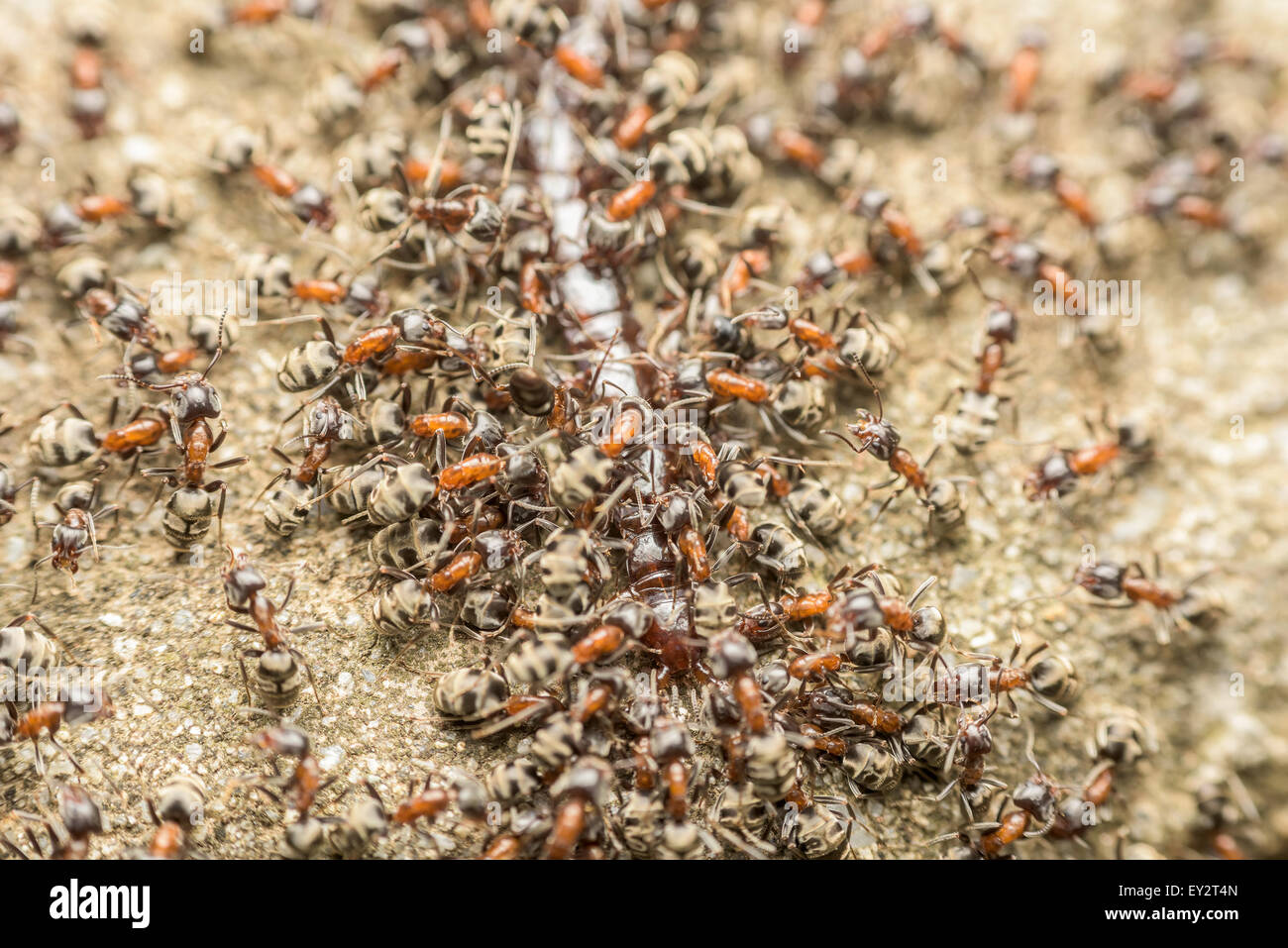 Essaim de manger des fourmis Macro Centipede géant Banque D'Images