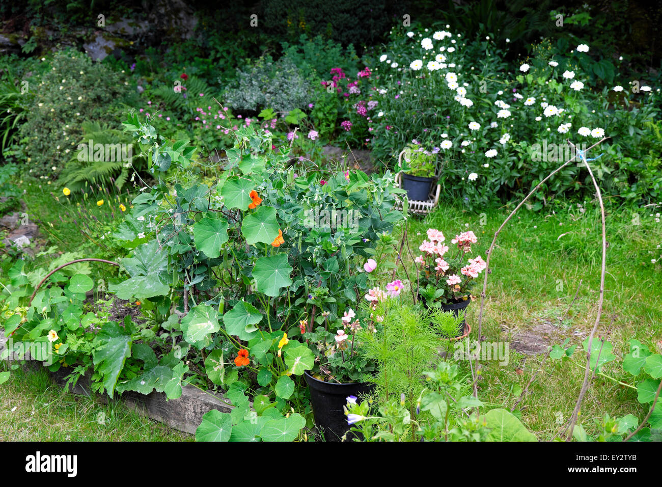 Petit jardin en cour arrière avec des légumes et des fleurs dans le pays de Galles UK KATHY DEWITT Banque D'Images