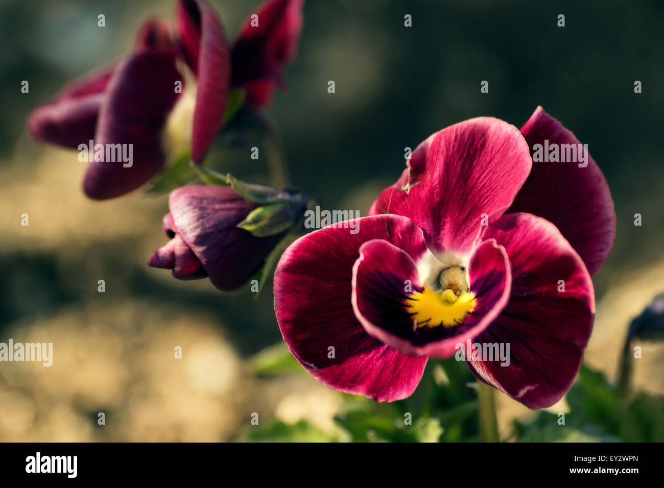 Close-up of red fleurs fleur violette (Viola odorata) au printemps pré. Banque D'Images