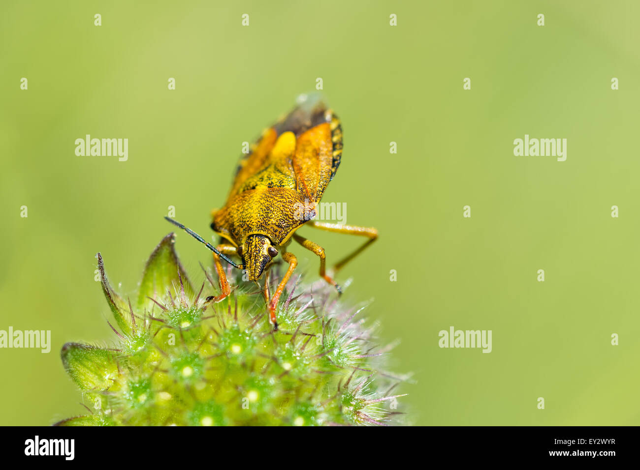 Bug sur l'écran jaune fleurs moelleuses close-up. Floue fond vert. Banque D'Images
