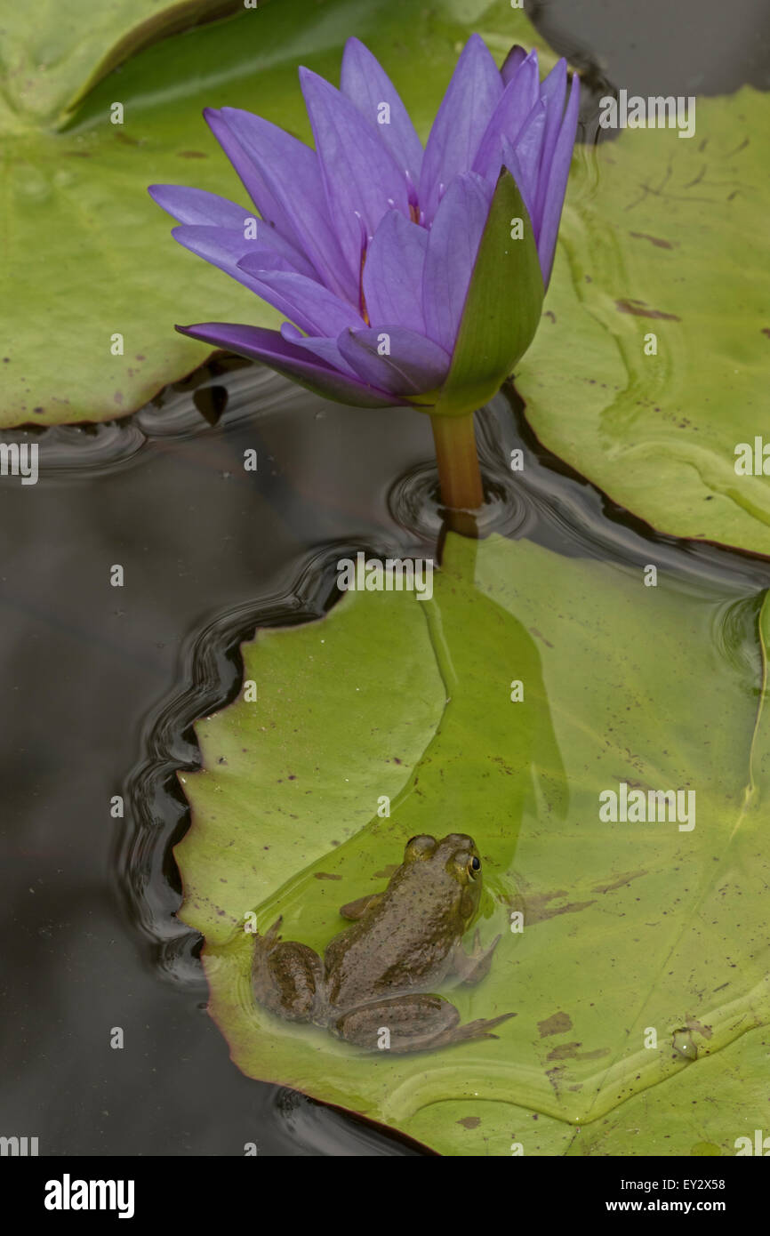 (Lithobates catesbeianus grenouille taureau américain), indigène de l'Amérique du Nord (Rana, catesbiena), Washington, District of Columbia, o Banque D'Images