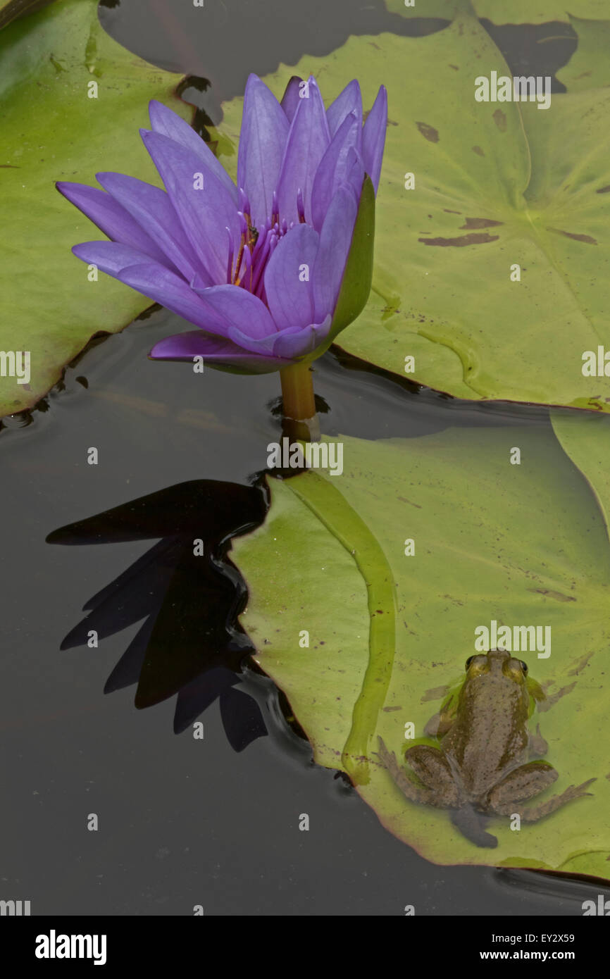 (Lithobates catesbeianus grenouille taureau américain), indigène de l'Amérique du Nord (Rana, catesbiena), Washington, District of Columbia, o Banque D'Images