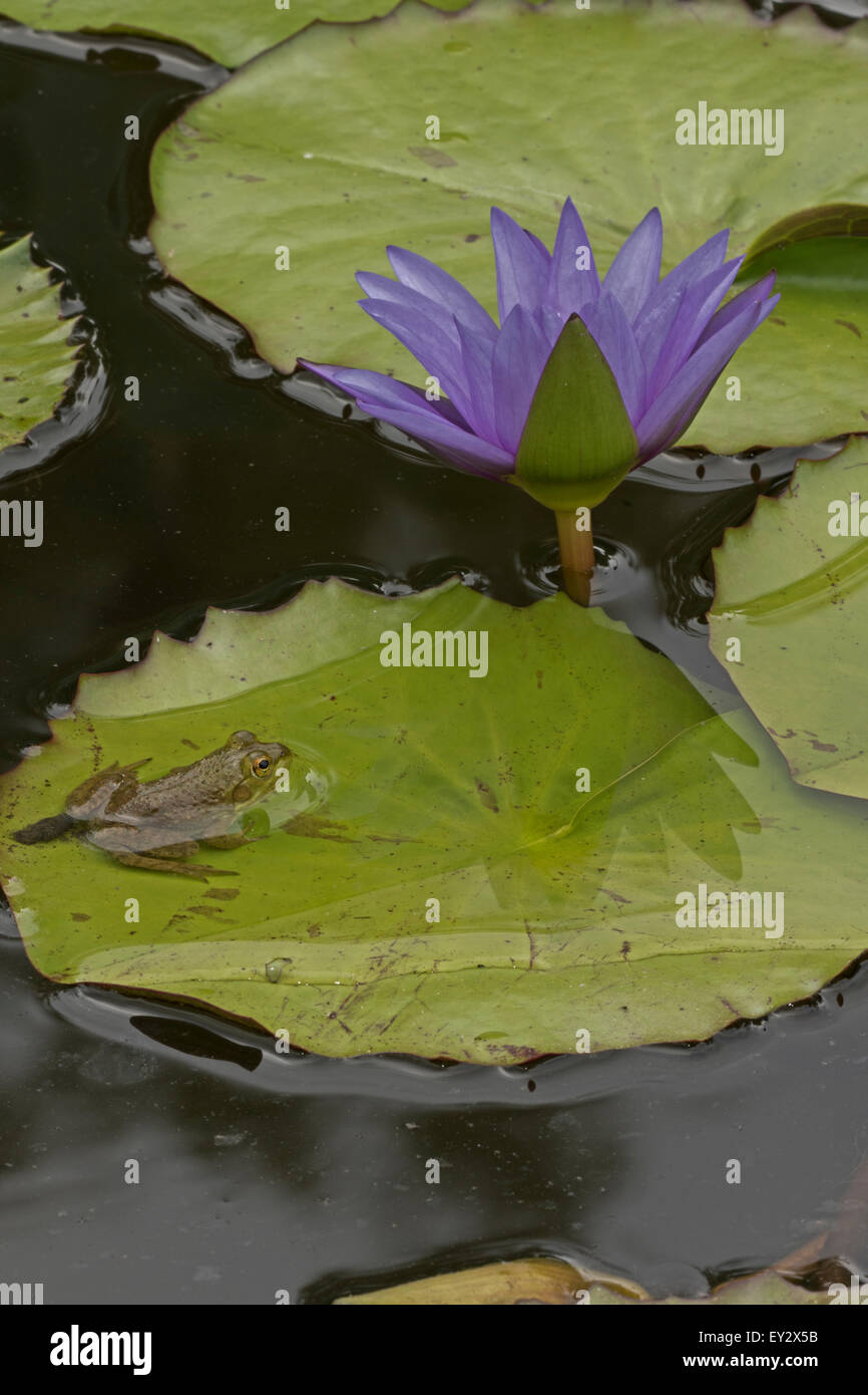 (Lithobates catesbeianus grenouille taureau américain), indigène de l'Amérique du Nord (Rana, catesbiena), Washington, District of Columbia, o Banque D'Images