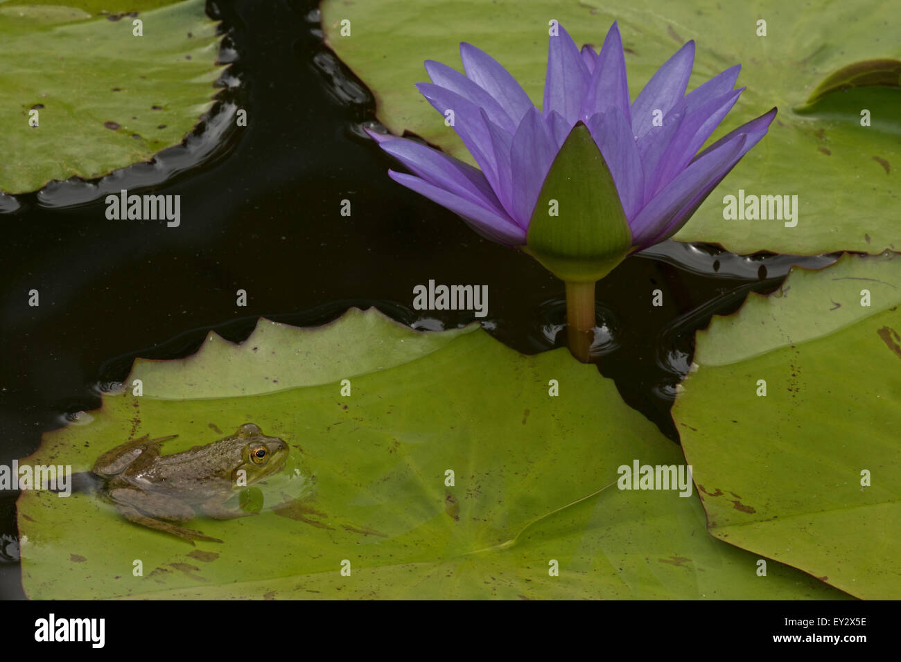 (Lithobates catesbeianus grenouille taureau américain), indigène de l'Amérique du Nord (Rana, catesbiena), Washington, District of Columbia, o Banque D'Images
