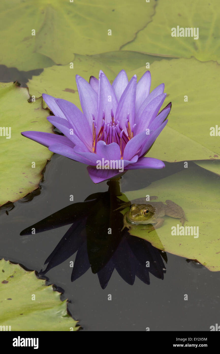 (Lithobates catesbeianus grenouille taureau américain), indigène de l'Amérique du Nord (Rana, catesbiena), Washington, District of Columbia, o Banque D'Images