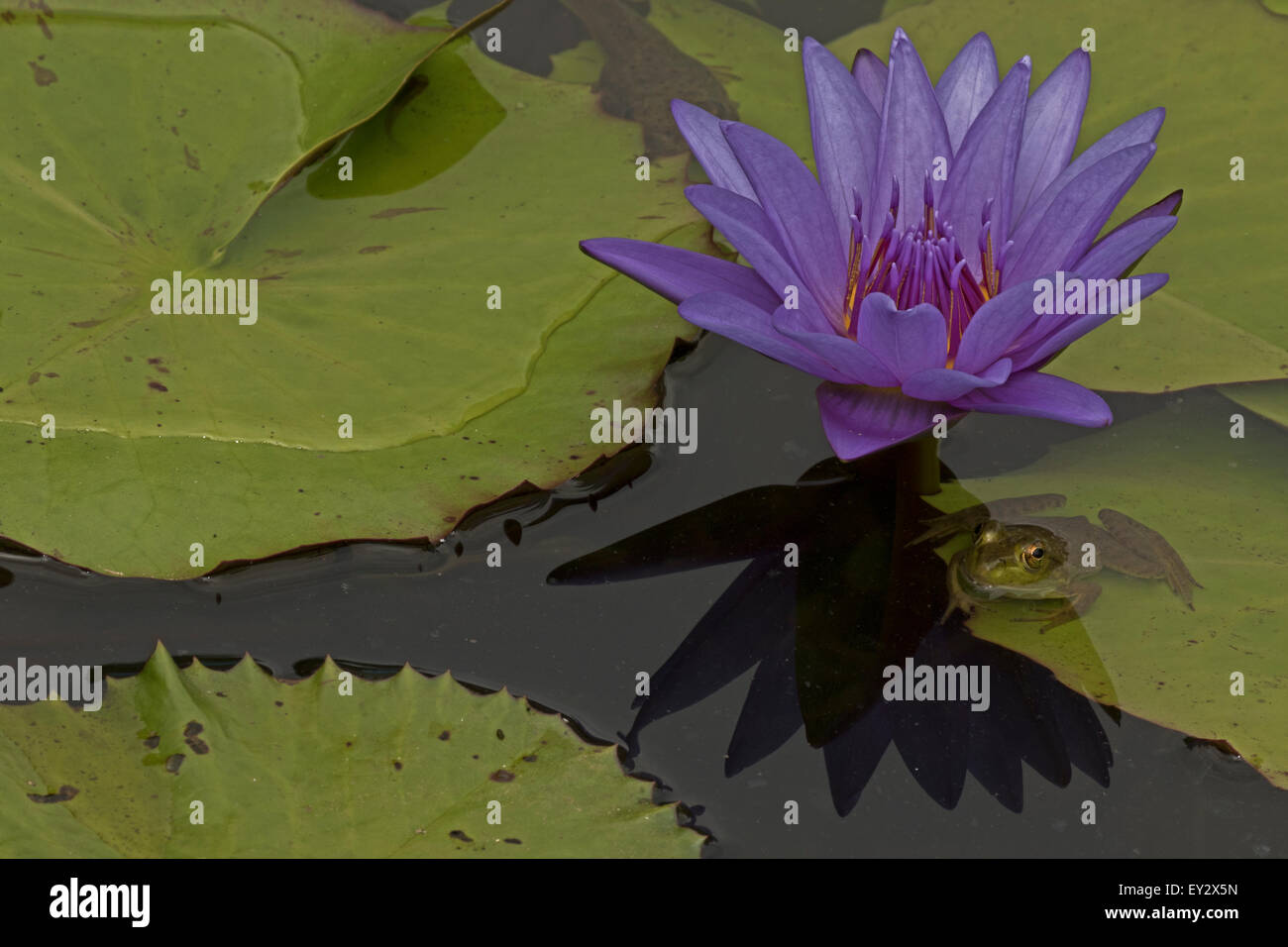 (Lithobates catesbeianus grenouille taureau américain), indigène de l'Amérique du Nord (Rana, catesbiena), Washington, District of Columbia, o Banque D'Images