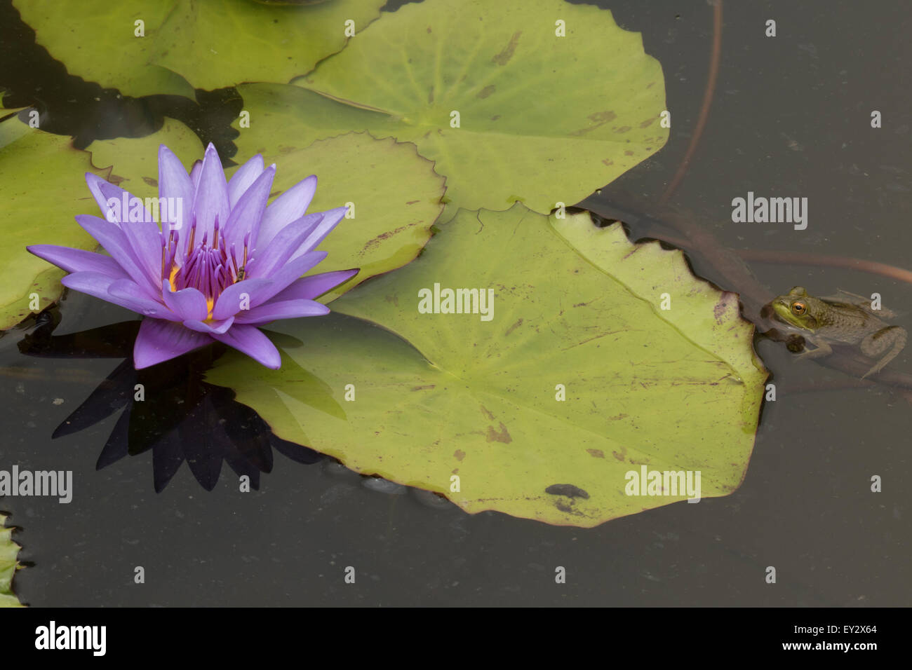 (Lithobates catesbeianus grenouille taureau américain), indigène de l'Amérique du Nord (Rana, catesbiena), Washington, District of Columbia, o Banque D'Images