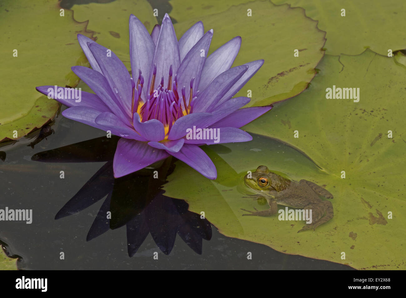 (Lithobates catesbeianus grenouille taureau américain), indigène de l'Amérique du Nord (Rana, catesbiena), Washington, District of Columbia, o Banque D'Images