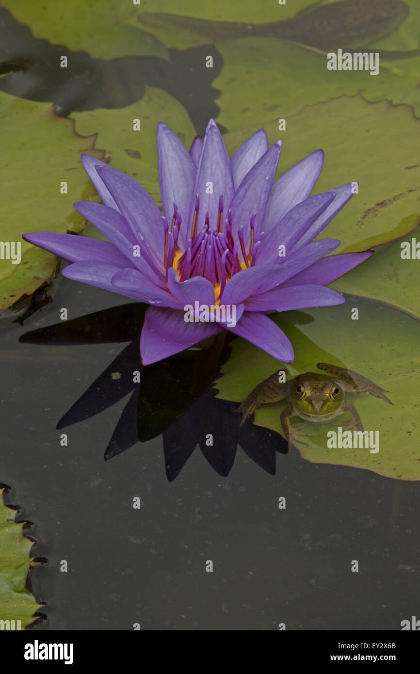 (Lithobates catesbeianus grenouille taureau américain), indigène de l'Amérique du Nord (Rana, catesbiena), Washington, District of Columbia, o Banque D'Images