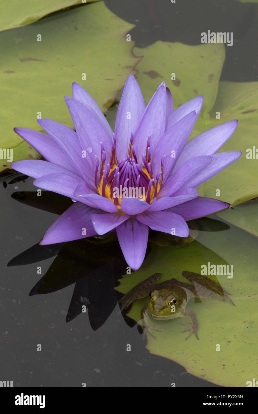 (Lithobates catesbeianus grenouille taureau américain), indigène de l'Amérique du Nord (Rana, catesbiena), Washington, District of Columbia, o Banque D'Images
