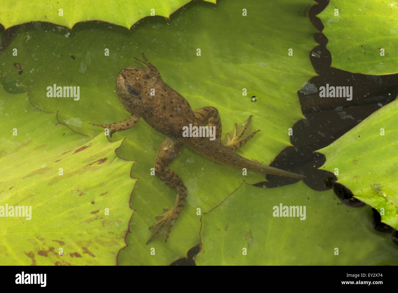 (Lithobates catesbeianus grenouille taureau américain), indigène de l'Amérique du Nord (Rana, catesbiena), Washington, District of Columbia, o Banque D'Images