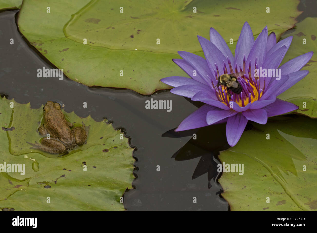 (Lithobates catesbeianus grenouille taureau américain), indigène de l'Amérique du Nord (Rana, catesbiena), Washington, District of Columbia, o Banque D'Images