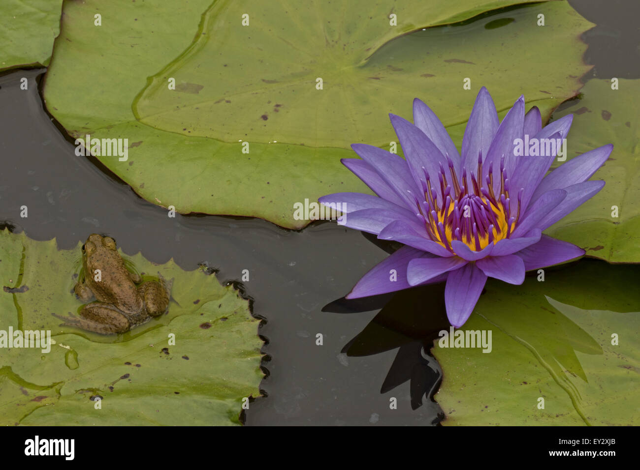 (Lithobates catesbeianus grenouille taureau américain), indigène de l'Amérique du Nord (Rana, catesbiena), Washington, District of Columbia, o Banque D'Images